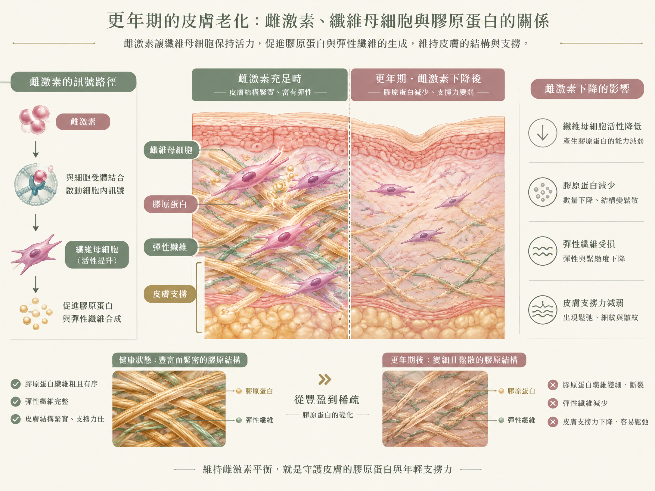 雌激素、纖維母細胞、膠原蛋白與皮膚支撐關係示意圖